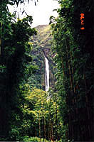 waterfall viewed through bamboo forest