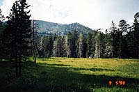 an alpine meadow