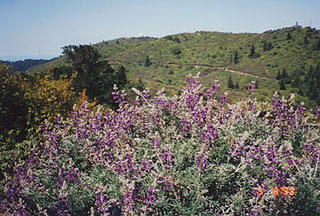 wildflowers on Mt. Tam