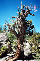 gnarled tree