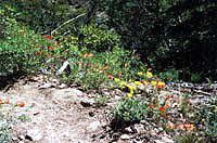 wildflowers along trail