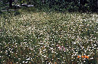 a meadow of wildflowers