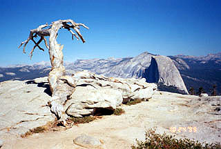 view of dead tree with Half Dome in the background on top of Sentinel Dome